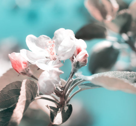 Closeup on apple blossoms, retro effect