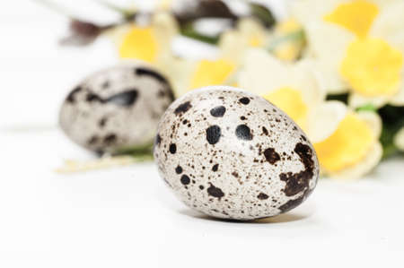 Closeup on quail egg with daffodils as a backdrop, Easter decorationsの写真素材