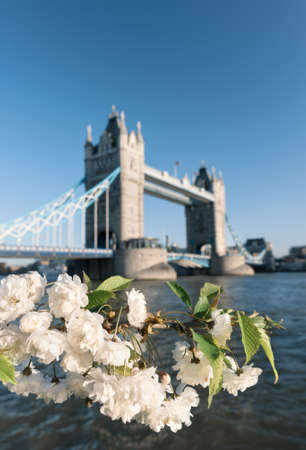 Cherry blossoms with Tower bridge in the backdrop, shallow DOF の写真素材