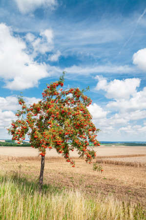 A single rowan tree by the half harvested wheat field under Autumn skyの写真素材