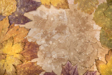 Frame made from Autumn leaves around textured paper, text space, tinted imageの写真素材