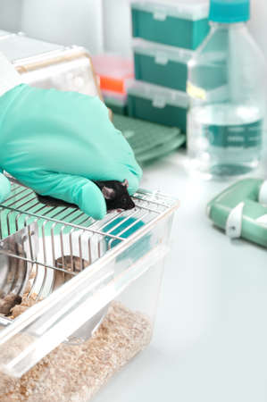 Experimental mouse held on cageの写真素材