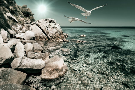 Seagulls over shallow water by the shore in Sithonia, Northern Greeceの写真素材