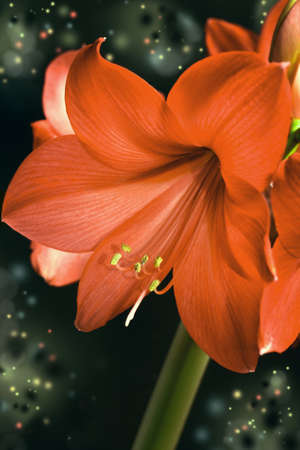 Red amaryllis flowers on dark abstract backgroundの写真素材