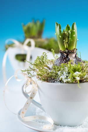 Young hyacinth bulb planted in a white cup on blue-white gradient background