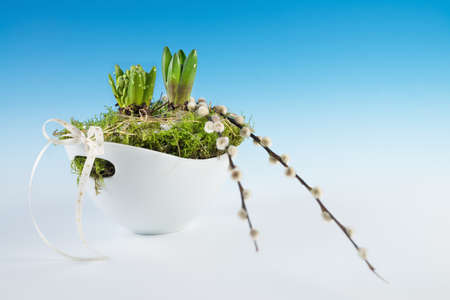 Young hyacinth bulbs planted in a white vase on blue-white gradient background. Space for your textの写真素材