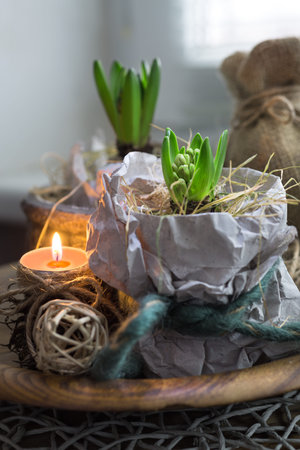 Two hyacinth plants in wrapping paper and a candle indoors