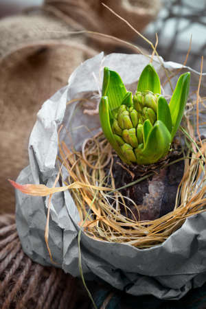 Closeup on hyacinth plant in wrapping paperの写真素材