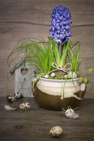 Delicate blue hyacinth on wooden background. Happy Easter!の写真素材