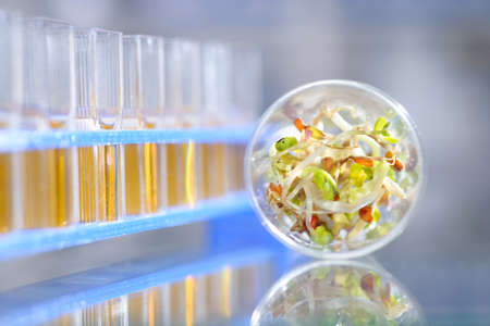 Chemical tests to assure highest quality and safety of been sproutsの写真素材