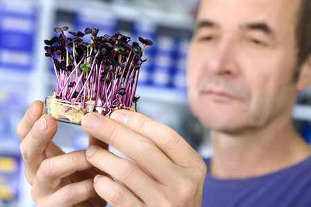 Quality control. Senior scientist or tech testing cress sprouts under the microscope. Focus on the...
