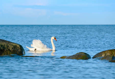 Single white swan swimming in the sea. This shot was taken on Baltic sea at island Rugenの写真素材