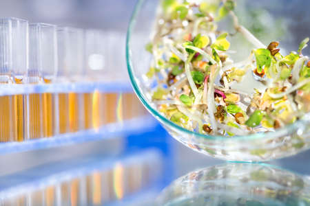 Quality control of bean sprouts for signs of bacterial or chemical contaminationの写真素材