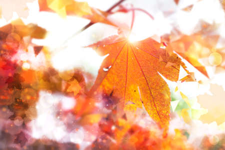 Abstract Autumn background with golden marple leaf in counterlight, space for your textの写真素材