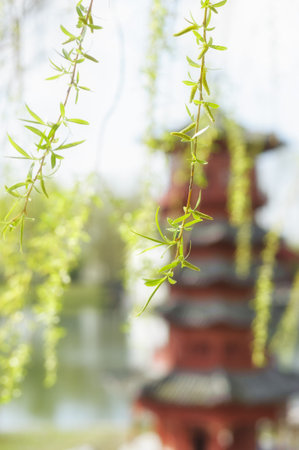 Spring Oriental background with fresh willow leaves in formal Chinese garden, space for your text