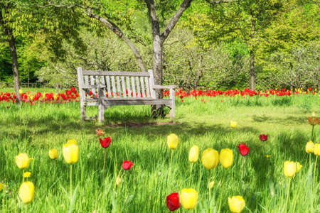 Empty wooden bench among fresh greenery in a park. Spring background element.の写真素材