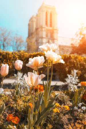 Spring Paris background. Beautiful flowers in front of Notre-Dame cathedral. This image is toned. Shallow DOF, focus on red tulip in the center.の写真素材