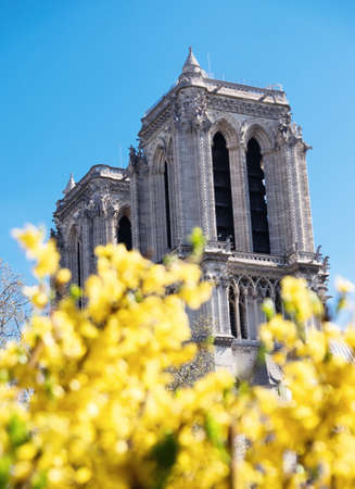 Paris in spring, the towers of Notre-Dame cathedral and bright yellow flowers in the foreground. Focus on the towersの写真素材