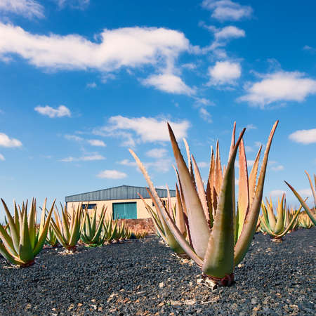Aloe vera plantation, Furteventura, Canary Islands, Spain. Shallow DOF, focus on the fron leaf of the biggest plant.の写真素材