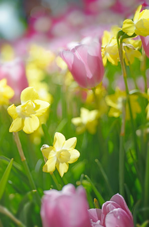 Lines of colorful tlups and daffodils in spring garden. Blurred floral background, there is no focus point here.の写真素材