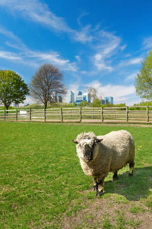 Sheep on a local farm with Canary Wharf skyline in the horizon in London, England. Focus on the ship's head.の写真素材