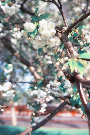 Beautiful white cherry blossoms, springtime background, toned image