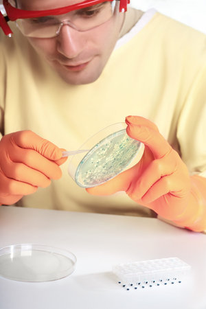 Young microbiologist works with bacterial cultures in the lab, toned image. Shallow DOF, focus on...