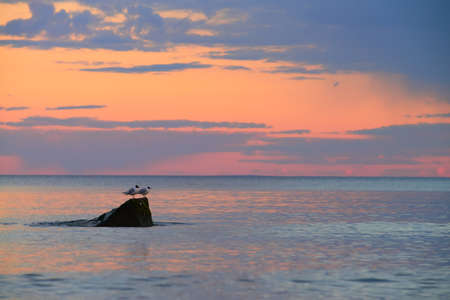 Two seagulls sitting on a stone over the calm sea surface on a sunsetの写真素材