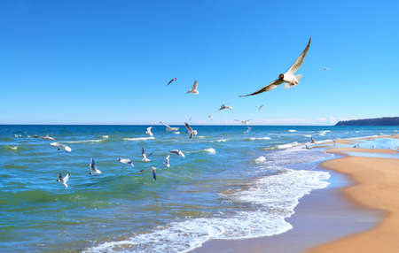 Seagulls hunt for small fish in the shallow Baltic Sea next to Baabe village on island Rugen, Northern Germanyの写真素材
