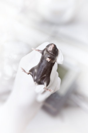 Black laboratory mouse in gloved hand of a scientist or tech on abstract laboratory background,...