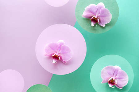 Floral paper  in pink and mint colors. Orchid flowers on geometric  with copy-space.の写真素材