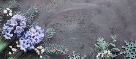 Top view on dark winter background with fir twigs, blue hyacinth flowers, snowflakes and winter herbs, panoramic image with copy-spaceの写真素材