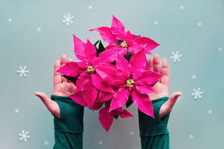 Hands holding vibrant pink poinsettia, Christmas celebration, flat lay on silver grey paper background with little stars and snowflakesの写真素材