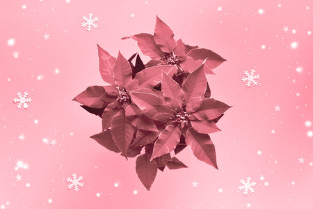 Pink monochrome image of poinsettia, Xmas star plant. Christmas celebration, trendy top view, flat lay on light paper background with little stars and snowflakes.の写真素材