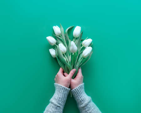 Woman hand hold bunch of white tulips, mint green paper. Spring flat lay, top view with copy-space, text space. Mothers day, international women day March 8, birthday, anniversary greeting background.の写真素材
