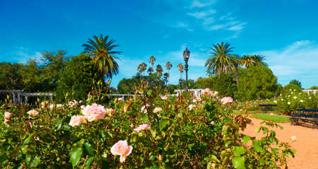 Buenos Aires, Argentina. Rose Park within Parque Tres de Febrero, or Bosques de Palermo (Palermo Woods in English), popular urban park in trendy Palermo neighborhood. Panoramic image.の写真素材