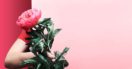 Female woman hand holding single pink peony flower from behind paper board. Banner panoramic design with copy-space. Trendy greeting background, split two tone duotone raspberry pink and red colors.の写真素材