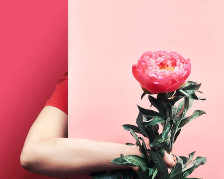 Female woman hand holding single pink peony flower from behind paper board. Trendy casual greeting background in split two tone duotone raspberry pink and red colors.の写真素材