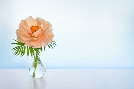 Light background with single peony flower with palm leaves in trendy modern glass vase on white table. Copy-space, text space, place for text on white background.の写真素材