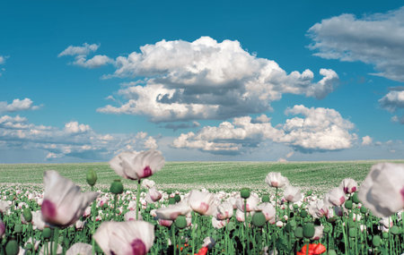 White opium poppy field, in Latin papaver somniferum. Close-up on flowers. Cloudscape, sky with...