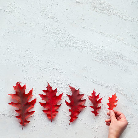 Hand holding oak leaf. Size progression, flat lay on white textured background with copy-space....