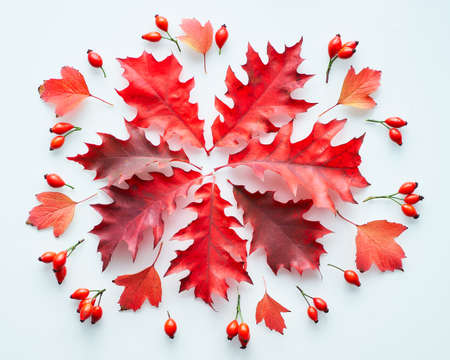 Dark red oak leaves, natural decorations, flat lay on white background. Abstract Autumn circular element on white.の写真素材