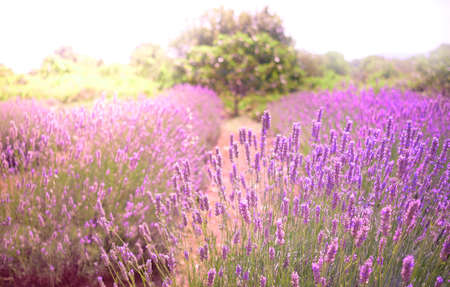 Mountain lavender in sunset flare. Hvar, Croatian island in Adriatic sea.の写真素材