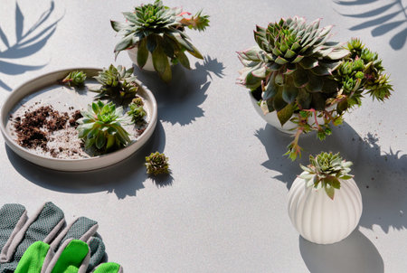 Planting sempervivum succulent plants, Plants, cups, plates and work gloves on light table. Lond...
