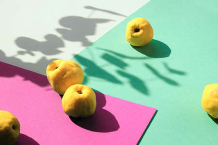 Autumn ripe yellow quince fruits on pink and mint green layered paper. Minimal style, Fall background, isometric view with shadows from the fruits and eucalyptus twig.の写真素材