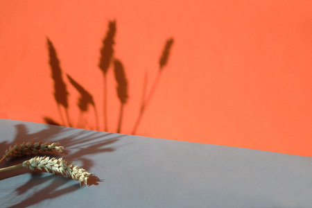 Two tone orange and grey paper background with wheat ears casting long shadows, copy-space.