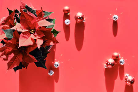 Christmas greeting arrangement on red background with shadows. Flat lay with fir twigs, poinsettia and Xmas decorations - disco balls and baubles.の写真素材