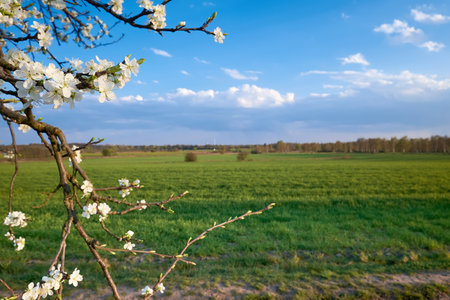 Springtime field with planted crop. Agricultural farmland, countryside in Brandenburg by Berlin, Germany, Spring flowers on twigs, wild fruit tree with white flowers in bloom.の写真素材