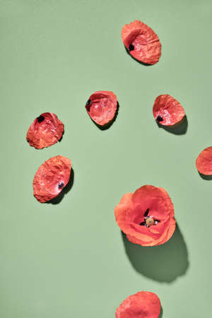 Flaming red poppies. Flat lay on light green background. Abstract Springtime wildflower arrangement.の写真素材