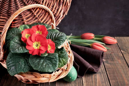 Basket with red primrose pot flowers and orange tulips on dark rustic wooden table. Painted chick and quail eggs. Zero waste natural arrangement in red green on dark brown earth colored background.の写真素材